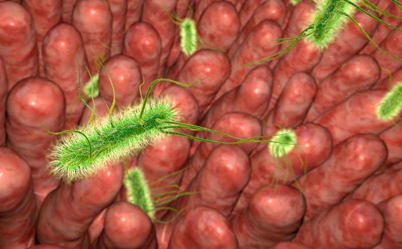 Сероводород подавляет рост родственных сальмонеллам бактерий в кишечнике