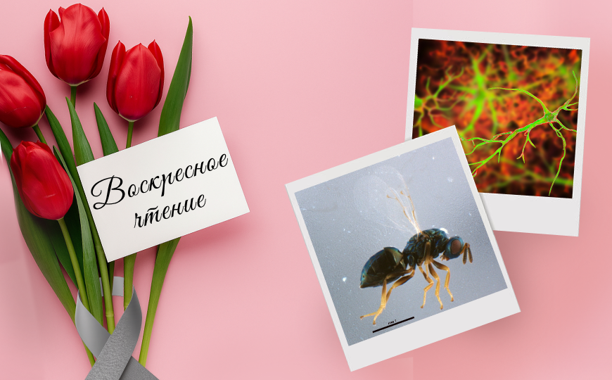 Кишечная палочка с сокращенным генетическим кодом и другие новости недели