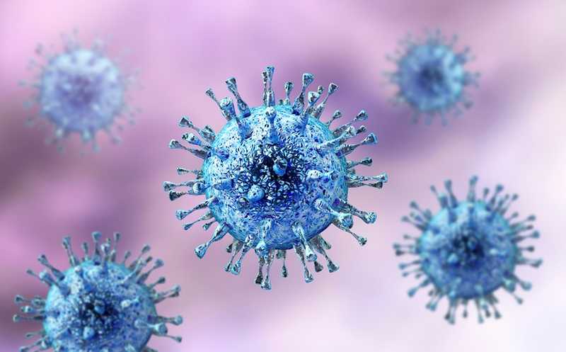 Биспецифические антитела перенаправляют CD8+ Т-клетки на уничтожение клеток, инфицированных цитомегаловирусом