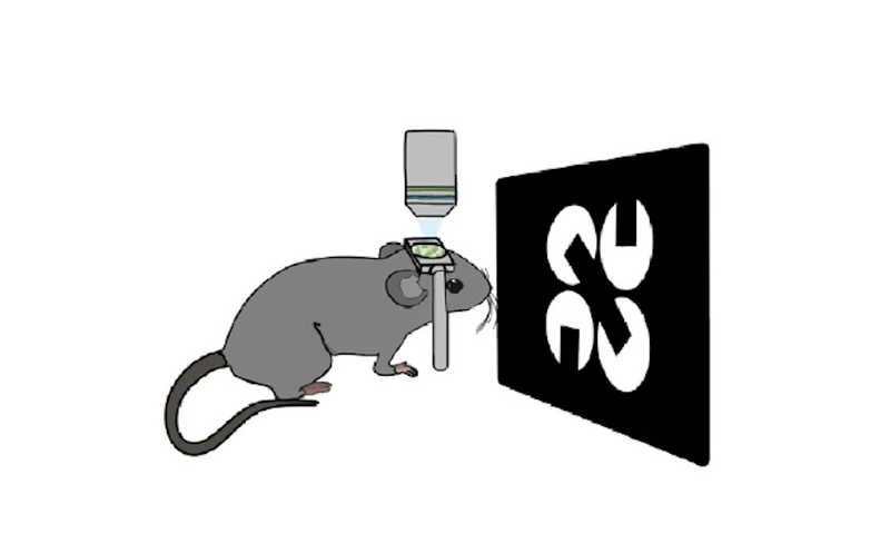 В мозге найдены клетки, отвечающие за восприятие зрительных иллюзий