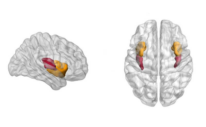 Мозг способен интерпретировать некоторые запахи как вкусовые ощущения