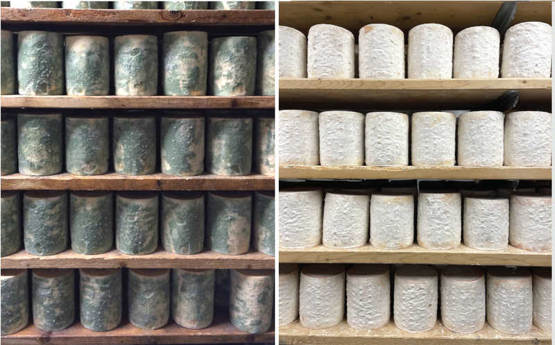 Забытый в лаборатории сыр помог раскрыть механизм адаптации плесневых грибов