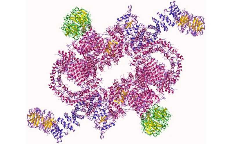 Цитокины активируют естественные киллеры по неканоническому пути и усиливают их противораковое действие